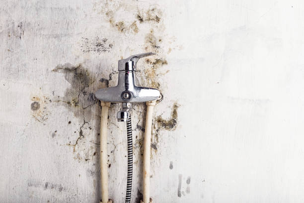 Best Commercial Mold Remediation in Sloan, NY